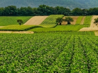 Filiere agricole, esonero in misura piena