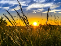 Bonus “agricoltura”, istruzioni per l’uso