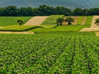 Lavoro agricolo: entro febbraio nuove modalità per invio denunce